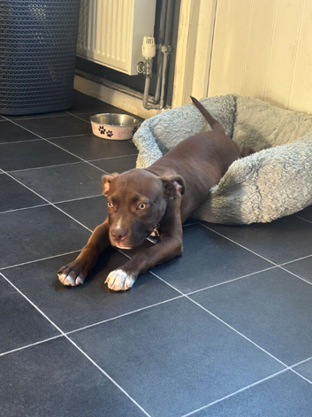 Staffy puppy for home