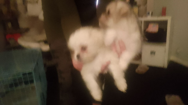 Bichon frise cross pug