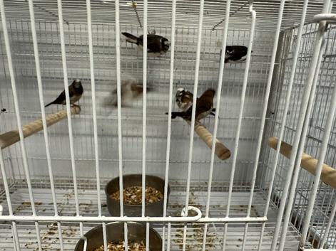 Finches available &pound;15 a bird