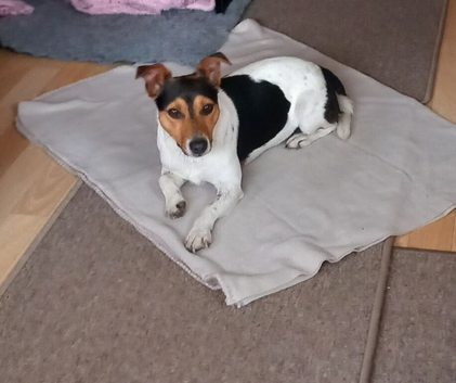 Jack Russell Pet Companion