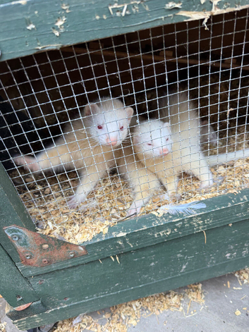 Male and female ferret for sale
