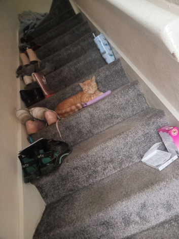 2 male cats just got 1 both chipped