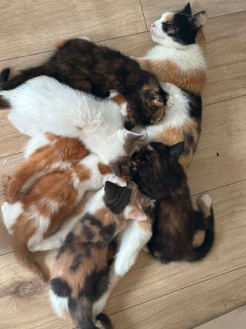 Kittens for sale 3 girls 2 boys