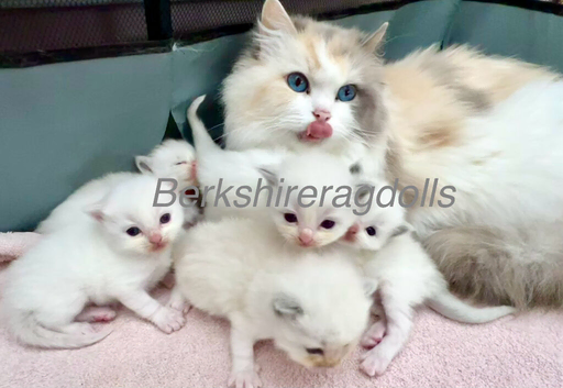 Last three ragdoll kittens - Don&rsquo;t miss out!