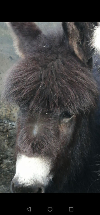 Miniature jack donkey