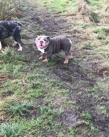 Beautiful Bulldogs pups