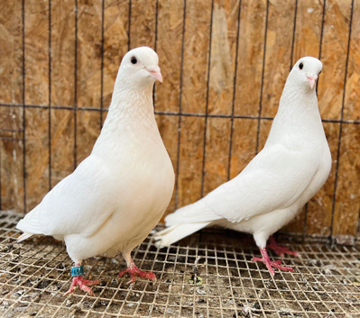 PURE WHITE ENGLISH GARDEN DOVES