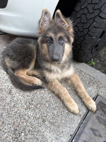 German shepard puppy girl 12 weeks old blue tan