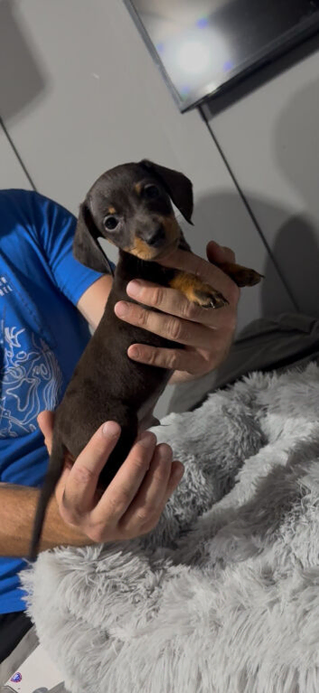 Gorgeous miniature dachshund puppies looking for there new homes