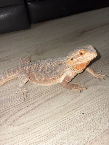 Female bearded dragon