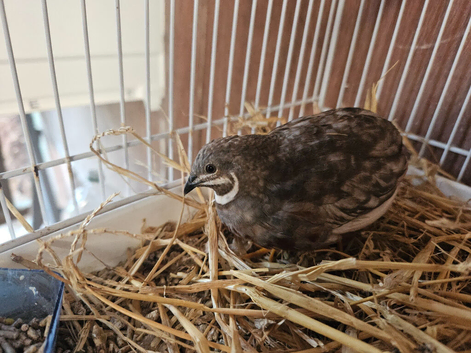Male Button quail