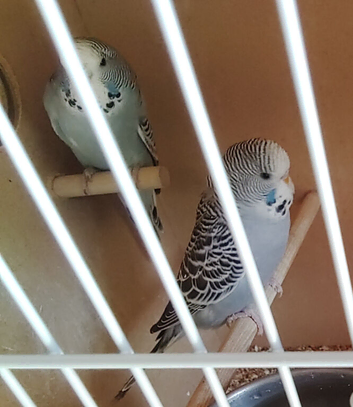 Baby blue budgies for sale.