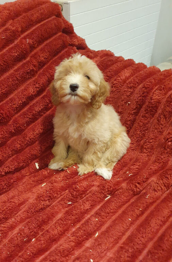 Miniature Labradoodle Litter