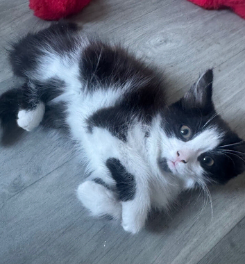 Fluffy black & white male kitten