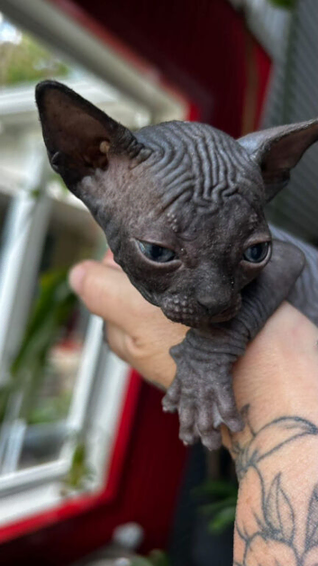 Meet our beautiful solid black female Sphynx kitten