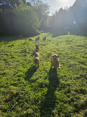 Labrador Puppies