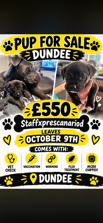 Staffordshire x presacanario