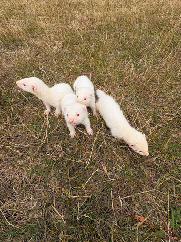 4 albino ferret kits for sale