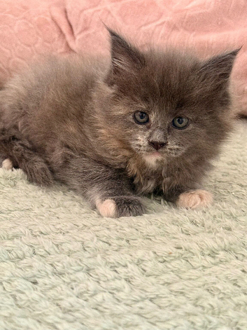stunning XL full Maine coon kittens