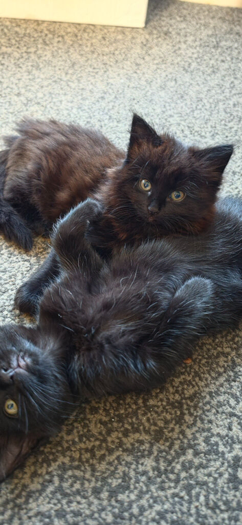 Kitten