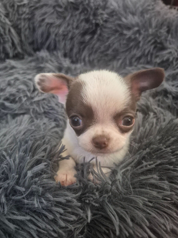 6 KC registered chi puppies