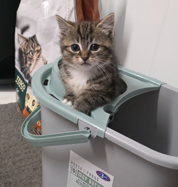 READY TO GO!! 9 week Tabby Girls