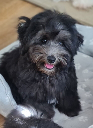 Toy poodle x coton de tulear/ Cotonoodle/ Cotonpoo