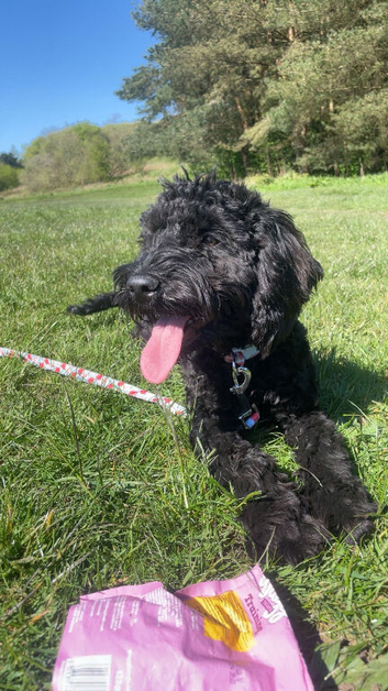 Cockapoo female