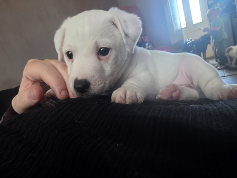 Bob tail Two  jack Russell