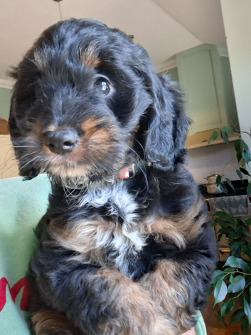 Stunning rare Tri colour F1 Toy Cockapoo puppy