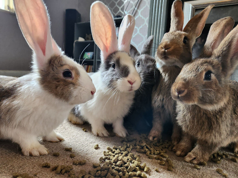 Continental giant bunnies