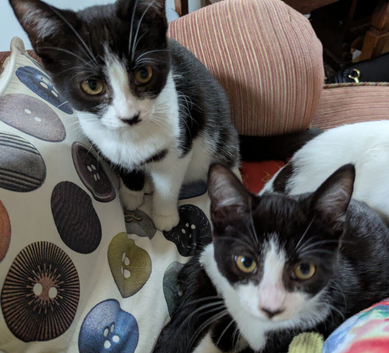 Tuxedo twins