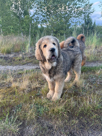 Tibetan mastiff puppy