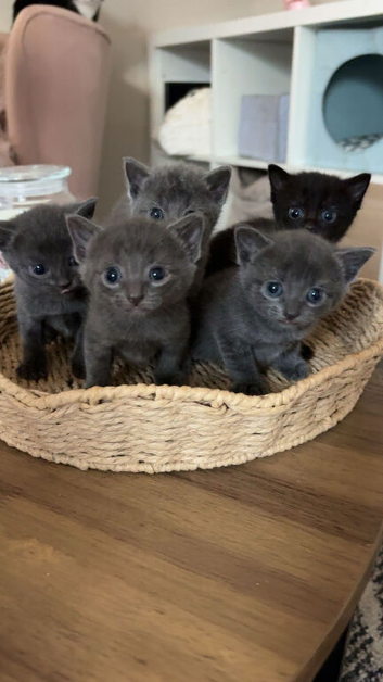 5 kittens ready in 2 weeks