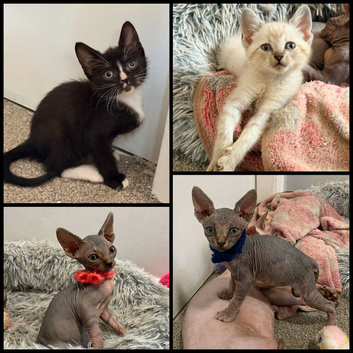 Ready Now - Rare SPHYNX kittens