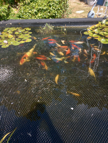 Kio, fantale and gold fish for sale