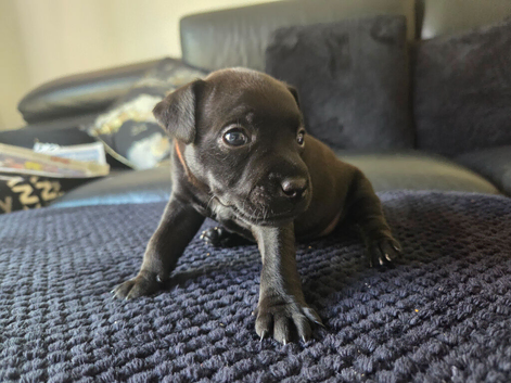 Beautiful Patterdale Puppies