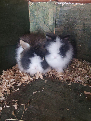 Lionheads boys 5 left