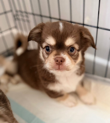 Long coat chihuahua