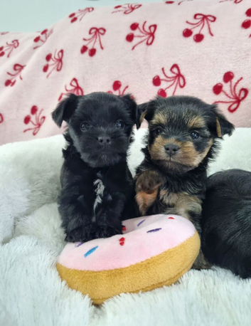YORKSHIRE TERRIER PUPPIES