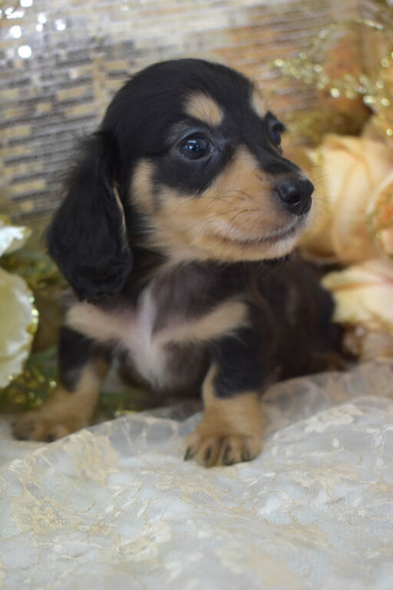KC Miniature Dachshund Long Coat Puppies