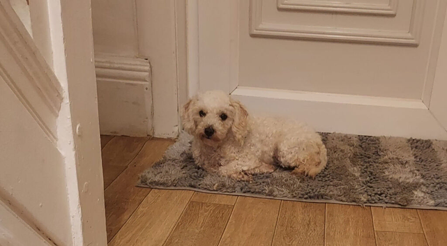 Toy maltipoo female