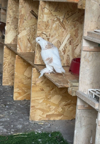Best types of pigeons