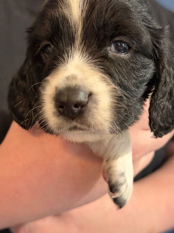 Sprocker spaniel puppies