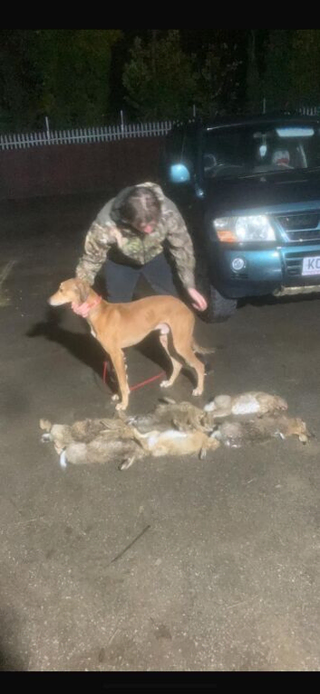 Saluki for sale