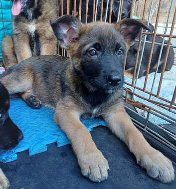 German Shepherd Cross puppies