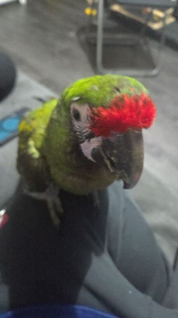 Military macaw
