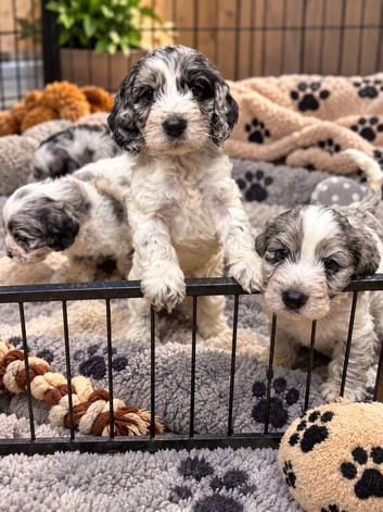 Cockapoo puppies ready now