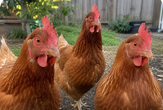 Brown hens for sale