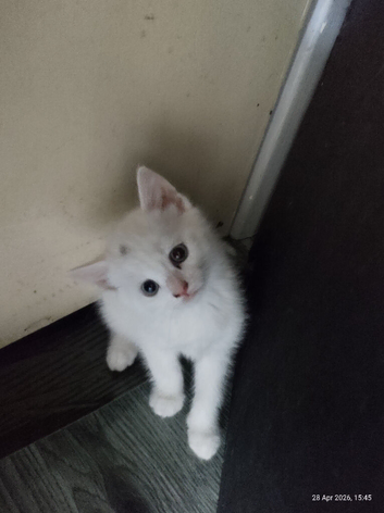 Turkish angora x kittens